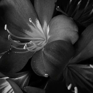 Meet your Posher, Marie